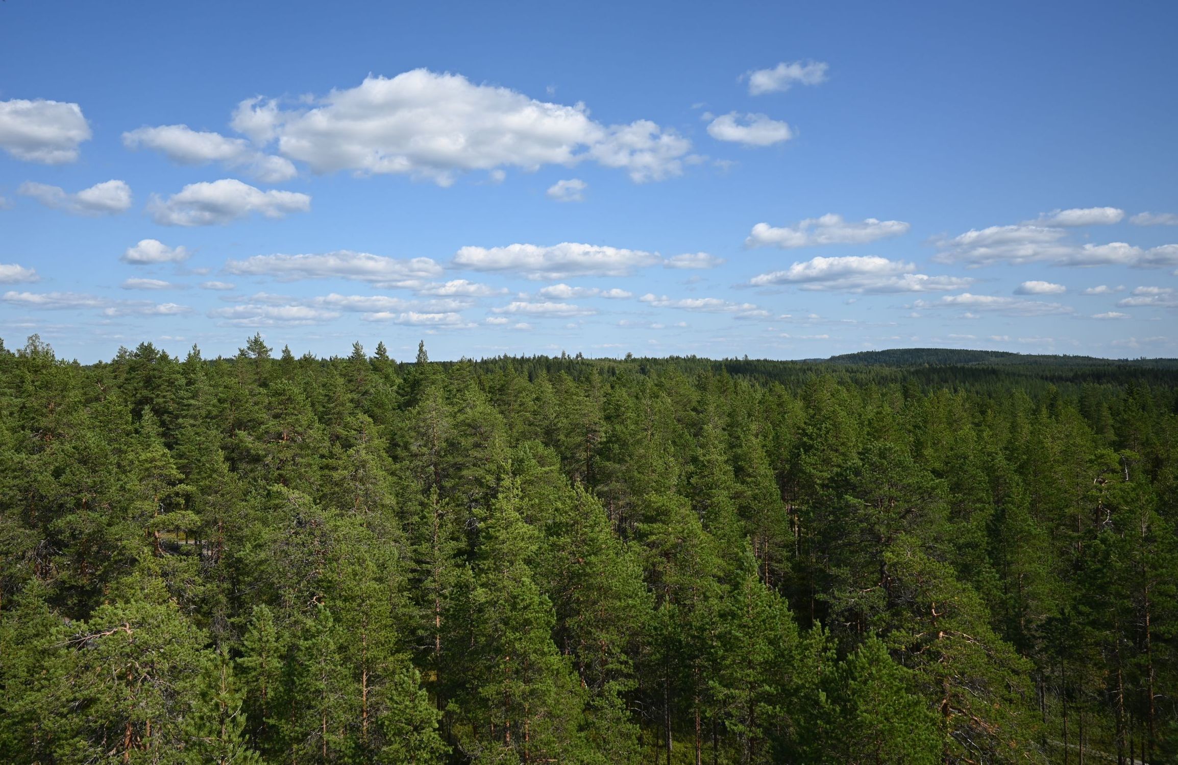Tietoja hankkeesta